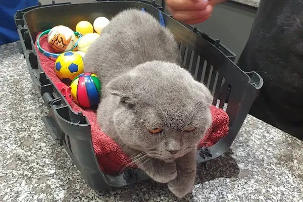 Vena Veteriner Kliniği - Resim 2