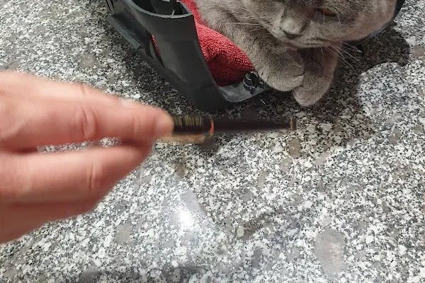 Vena Veteriner Kliniği - Resim 15