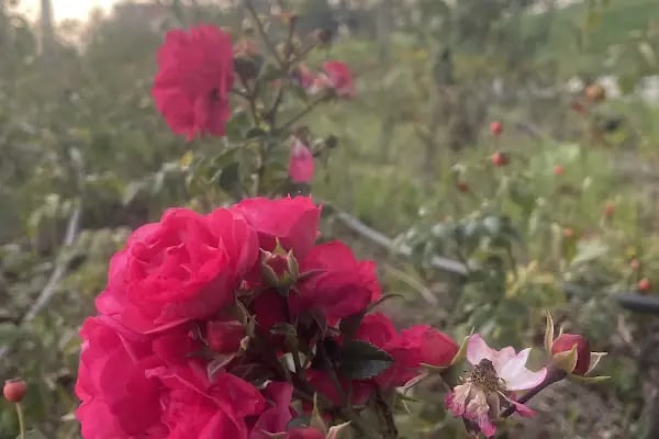 Tatarcık Parkı - Resim 15