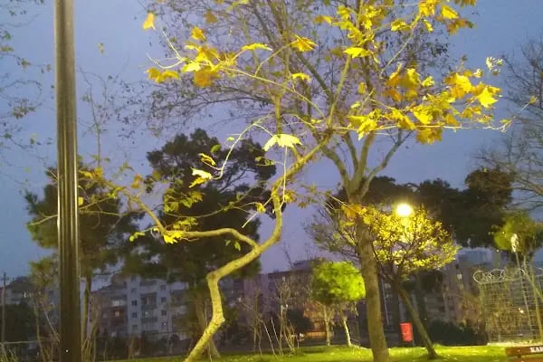 Polis Amca Parkı - Resim 15