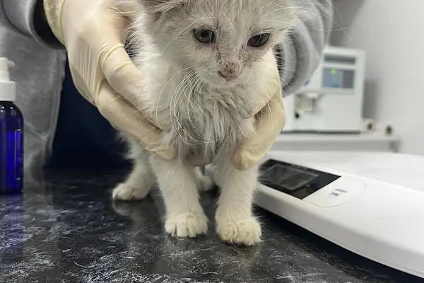 Keçiören Anavatan Veteriner Kliniği - Resim 6