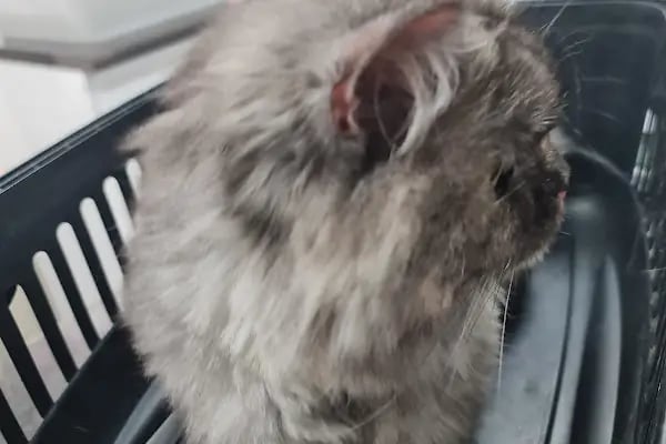 Keçiören Anavatan Veteriner Kliniği - Resim 4