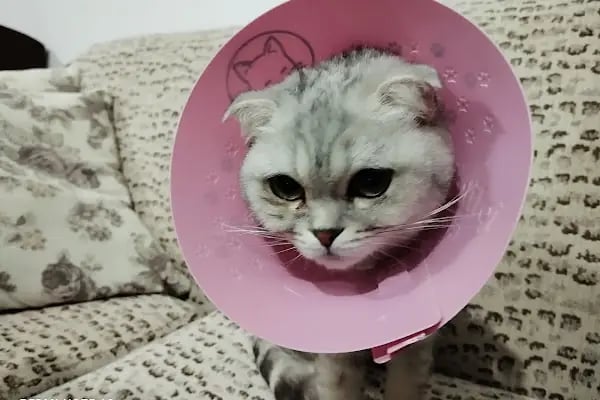 Keçiören Anavatan Veteriner Kliniği - Resim 7