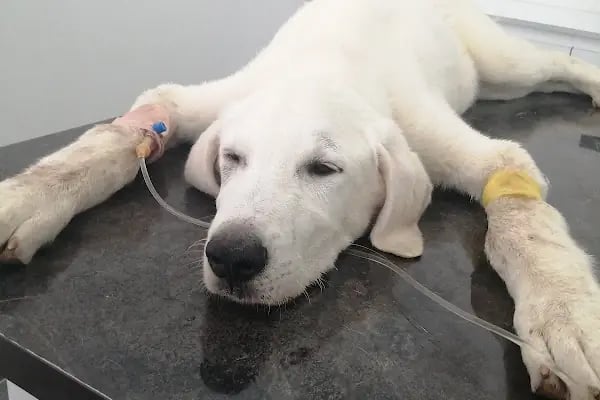 Keçiören Anavatan Veteriner Kliniği - Resim 3