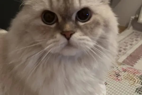 Keçiören Anavatan Veteriner Kliniği - Resim 15