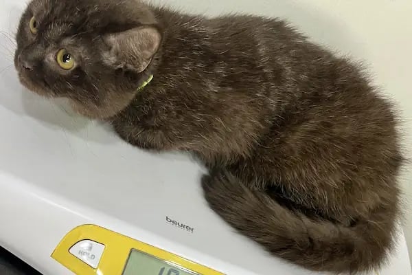 Keçiören Anavatan Veteriner Kliniği - Resim 5