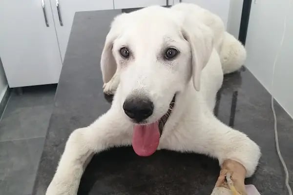 Keçiören Anavatan Veteriner Kliniği - Resim 16