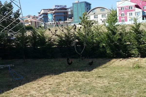 Trio Sanat Akademi &amp; Müzik kursu &amp; Keman Kursu &amp; Şan Kursu &amp; Bateri Kursu - Resim 4