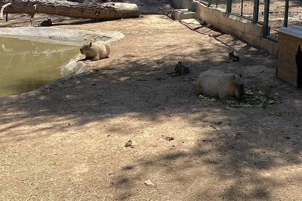 Gaziantep Hayvanat Bahçesi Binicilik &amp; Pony Club - Resim 3