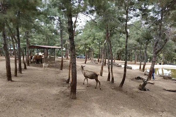 Gaziantep Hayvanat Bahçesi Binicilik &amp; Pony Club - Resim 1