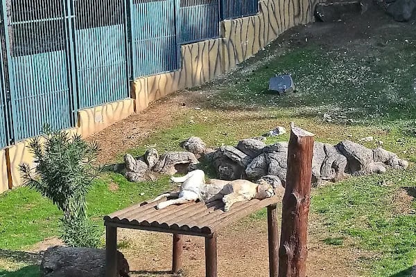 Gaziantep Hayvanat Bahçesi Binicilik &amp; Pony Club - Resim 13