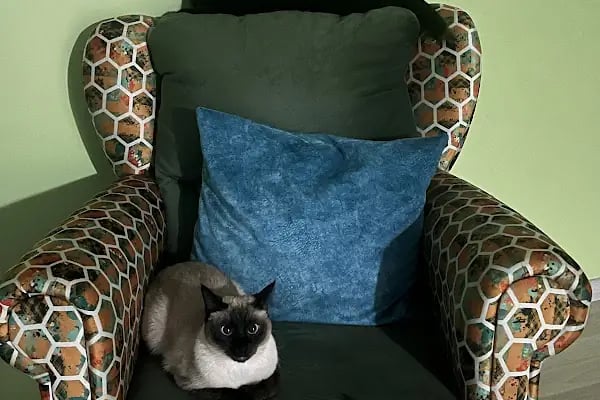 Kuzey Veteriner Kliniği - Resim 4