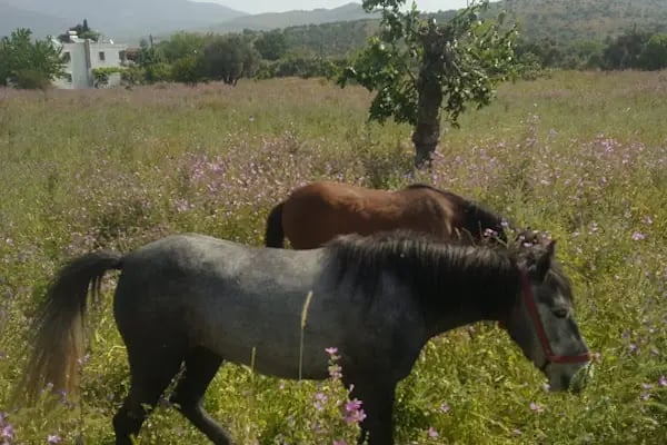 Yahşi Batı At Çiftliği ve Kahvaltı Yeri - Resim 16