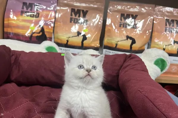 Mango Akvaryum ve Petshop - Resim 1