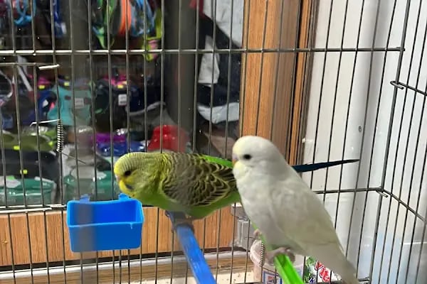Mango Akvaryum ve Petshop - Resim 2