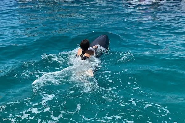 Bodrum Dolphin Park - Yunus Gösteri Merkezi - Resim 10