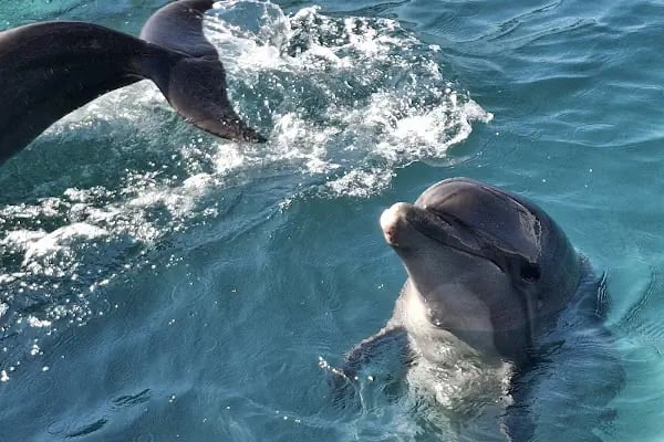 Bodrum Dolphin Park - Yunus Gösteri Merkezi - Resim 7