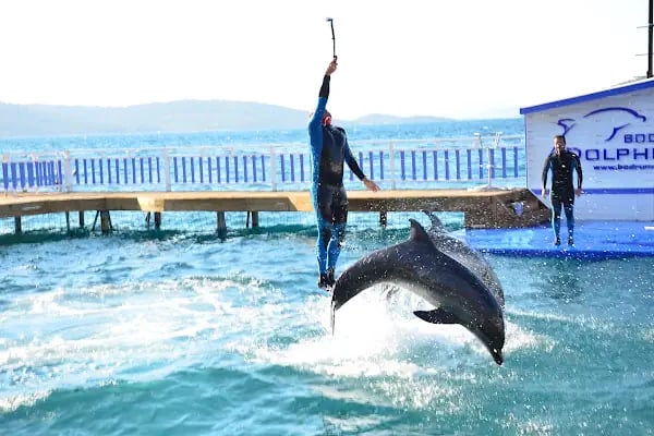 Bodrum Dolphin Park - Yunus Gösteri Merkezi - Resim 2