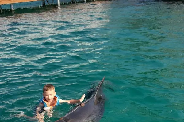 Bodrum Dolphin Park - Yunus Gösteri Merkezi - Resim 6