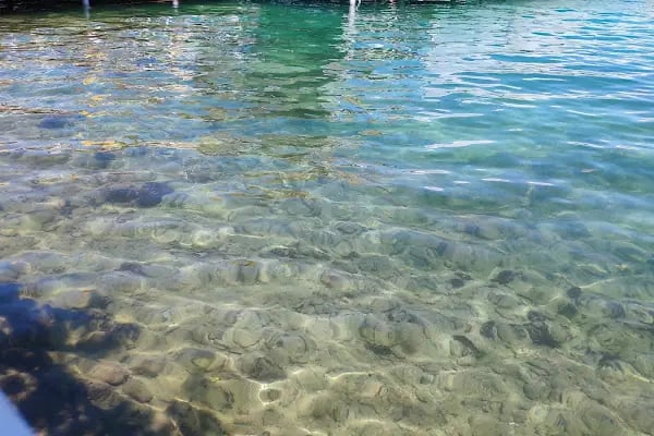 Bodrum Dolphin Park - Yunus Gösteri Merkezi - Resim 18