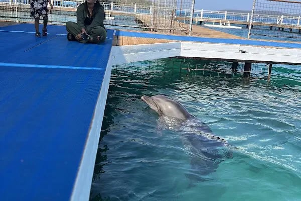 Bodrum Dolphin Park - Yunus Gösteri Merkezi - Resim 3