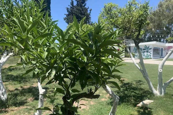 Begonvil Turgutreis - Resim 12
