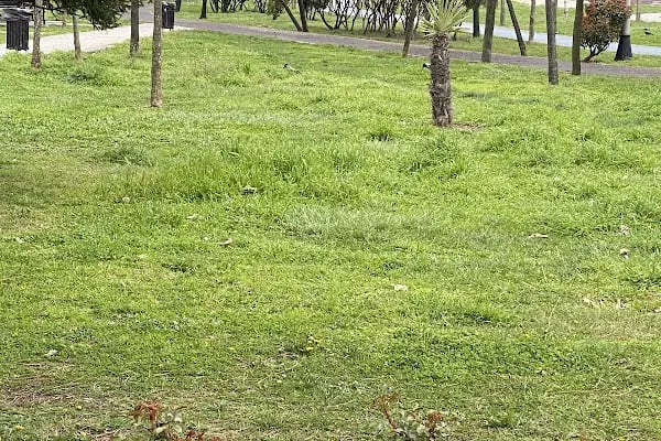 Barış Fidanlığı Parkı - Resim 2