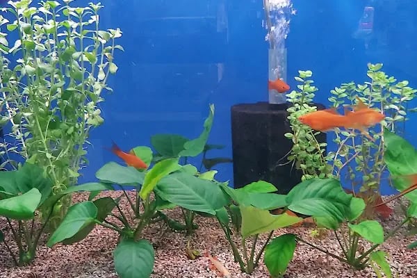 AQUALAND Akvaryum - Resim 10