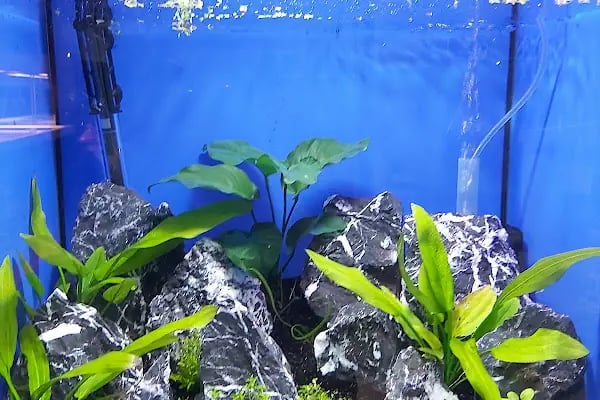 AQUALAND Akvaryum - Resim 5