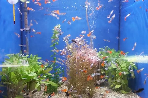 AQUALAND Akvaryum - Resim 6