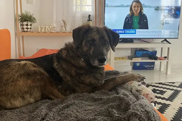 Farilya Veteriner Kliniği - Resim 7