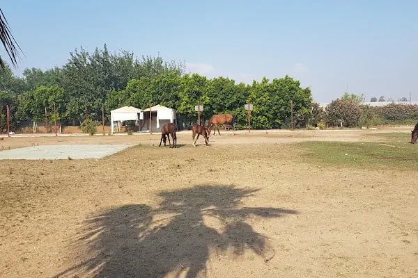 ABAK Antalya Binicilik ve Atlı Spor Kulübü - Resim 6