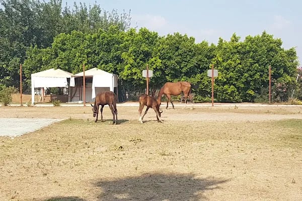 ABAK Antalya Binicilik ve Atlı Spor Kulübü - Resim 9