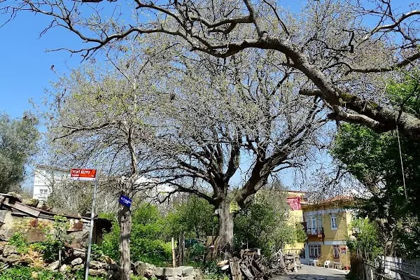 Sait Faik Abasıyanık Müzesi - Resim 15