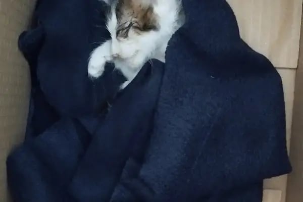 Bolluca Veteriner Kliniği - Resim 20