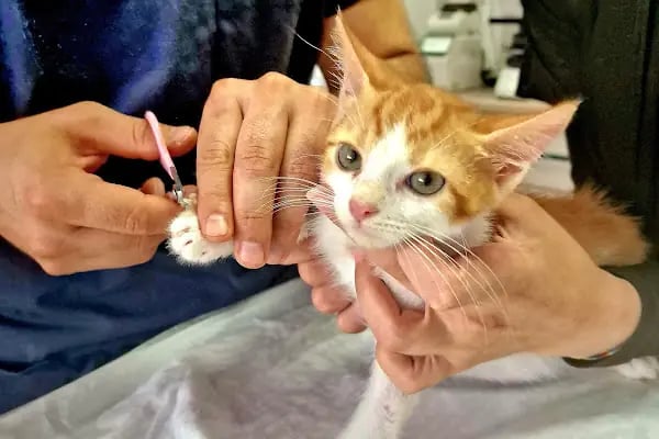 Bolluca Veteriner Kliniği - Resim 9