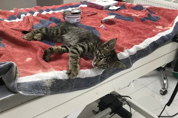 Bolluca Veteriner Kliniği - Resim 11