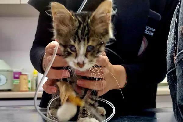 Bolluca Veteriner Kliniği - Resim 4