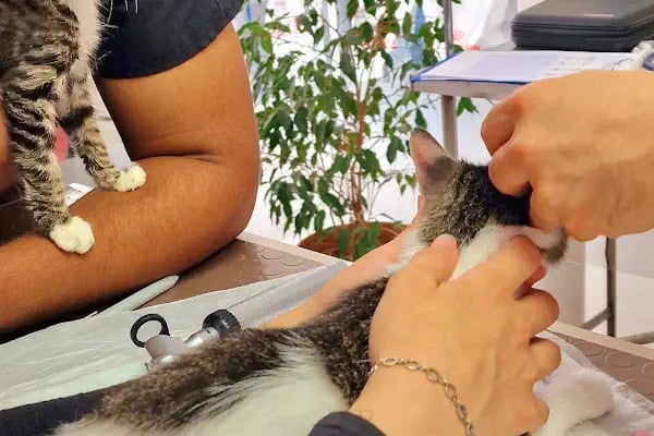 Bolluca Veteriner Kliniği - Resim 19
