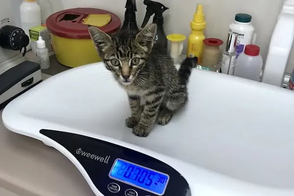 Bolluca Veteriner Kliniği - Resim 15