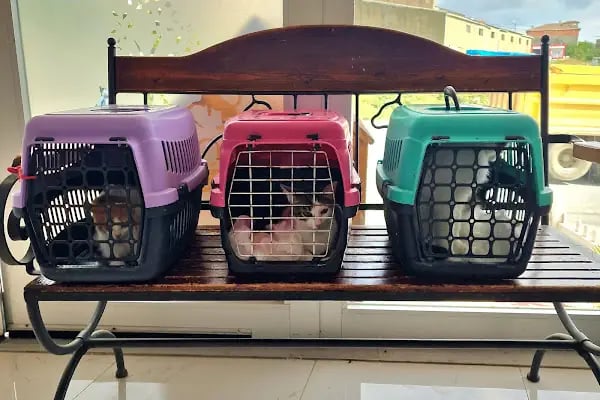 Bolluca Veteriner Kliniği - Resim 16