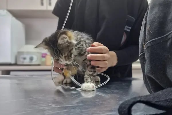 Bolluca Veteriner Kliniği - Resim 12