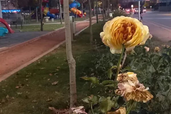 Meşe Parkı - Resim 8