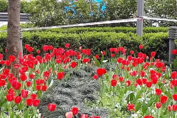 Papara Park - Resim 19
