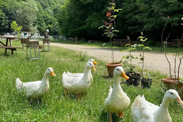 Ormanika Kahvaltı Alabalık ve Kamp Tesisi - Resim 6