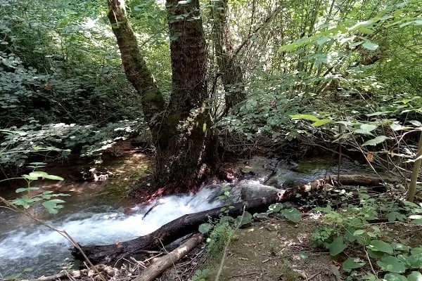 Ormanika Kahvaltı Alabalık ve Kamp Tesisi - Resim 17