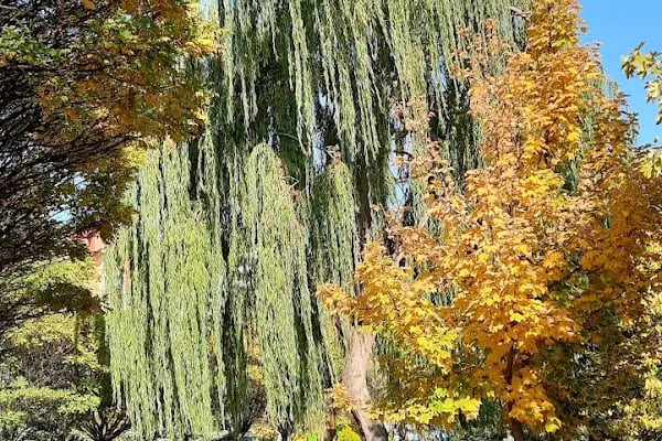 ABB Köroğlu Parkı - Resim 10