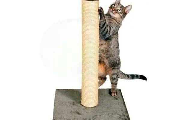 Emre pet shop - Resim 14