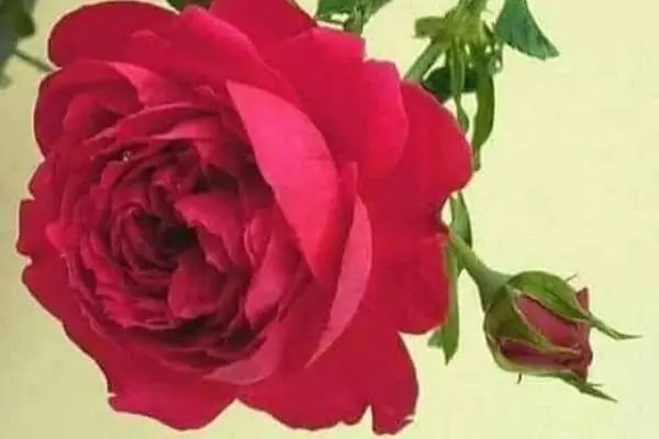 Diyar Burma Tatlıcısı - Ataşehir - Resim 13