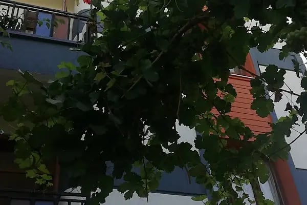 Meram Aybahçe Toki Şehit Süleyman Ballan İmam-Hatip Ortaokulu/İlkokulu - Resim 3
